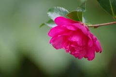 花散歩-山茶花が咲いた1