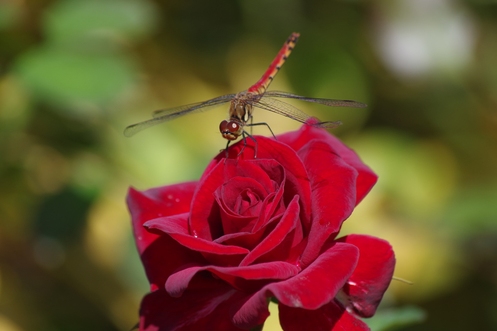 赤薔薇に赤蜻蛉