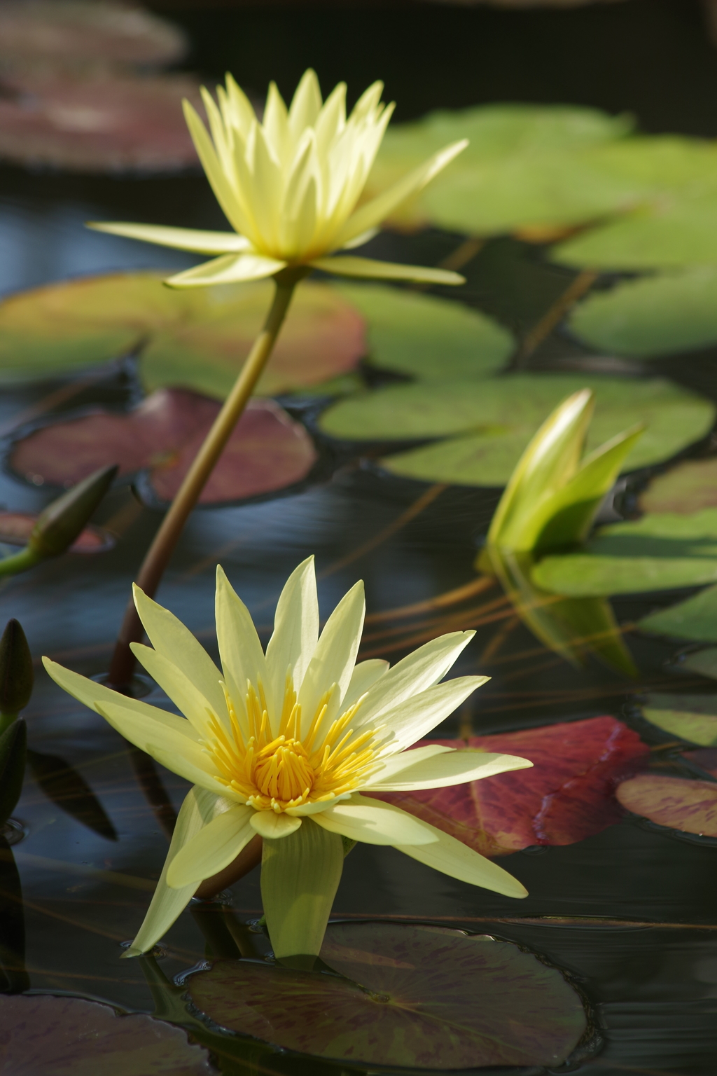 神代植物公園の花達‐熱帯スイレン・エルドラド