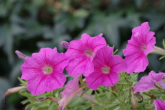 ご町内花散歩‐ペチュニア