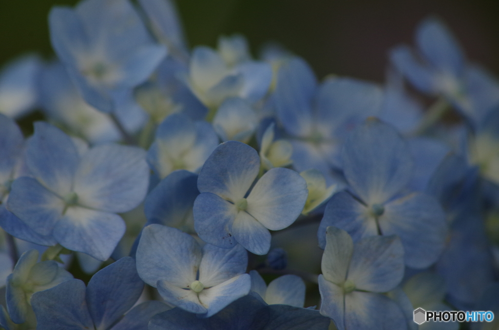 紫陽花の八変化の3