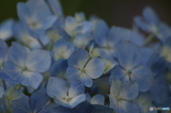 紫陽花の八変化の3