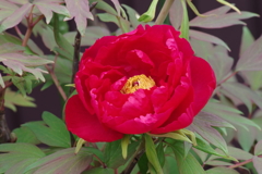 花散歩‐牡丹4