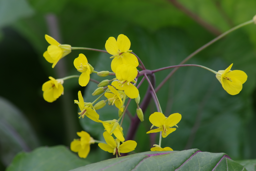 花散歩-菜の茎立花