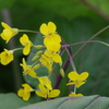 花散歩-菜の茎立花