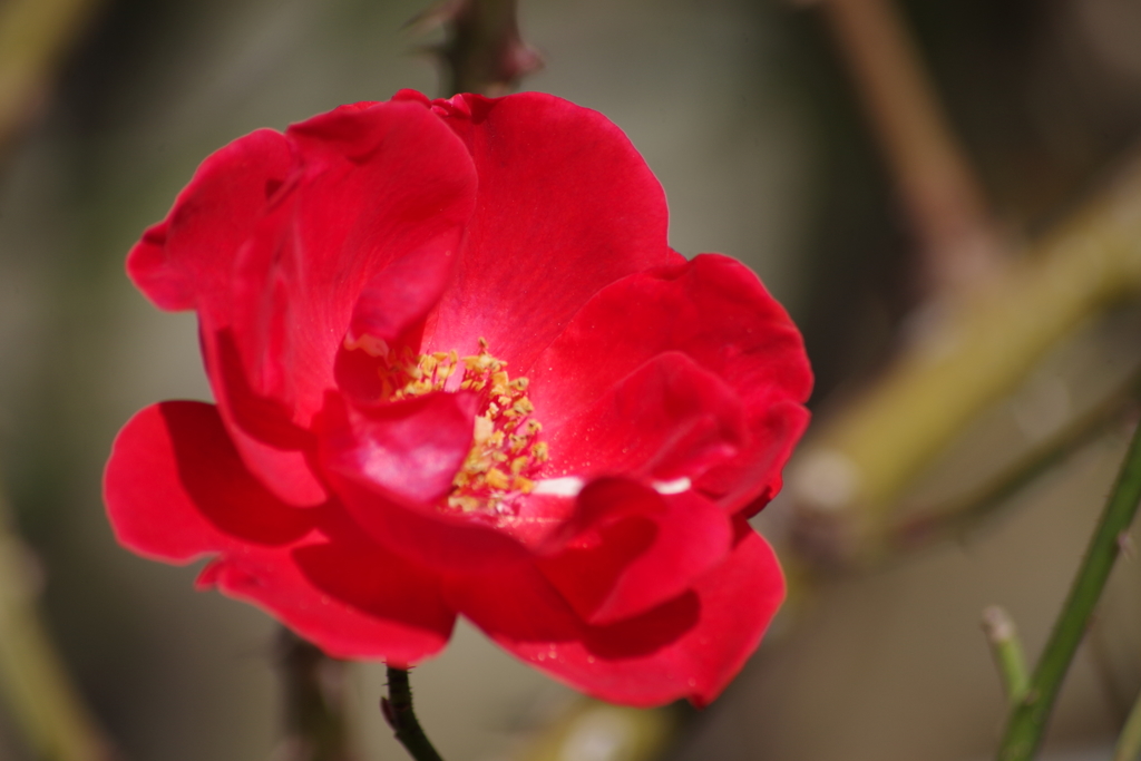 仕舞いの薔薇-ツルサラバンド