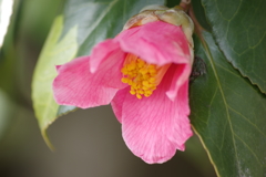 春の陽気の花散歩‐椿