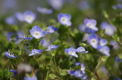 春の青花-2