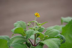 花散歩-小さな黄色い花
