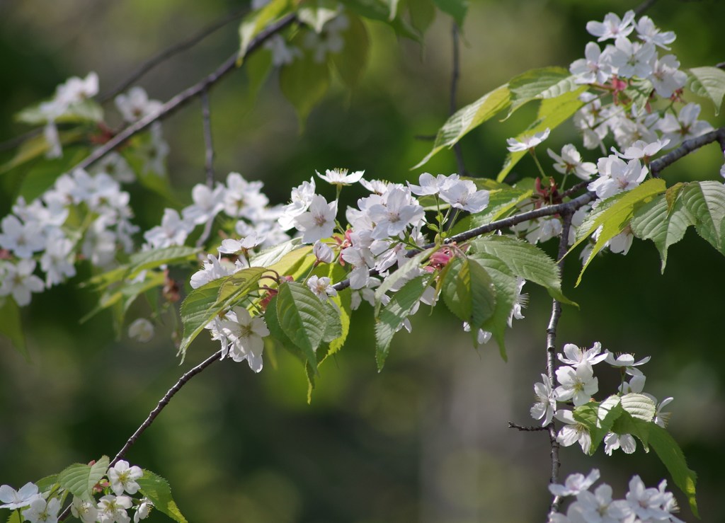 世界に一つだけの花-1