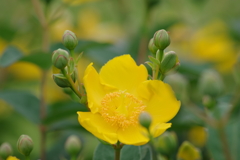 花散歩‐タイリンキンシバイの一番花