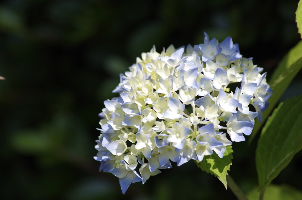 花散歩‐紫陽花