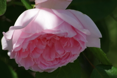 花散歩‐バラ尽くし6