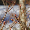 春を待つ冬芽-2
