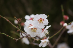 花散歩-白梅