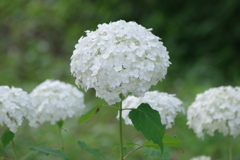 野草園で花散歩‐白い紫陽花・アナベル