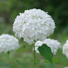 野草園で花散歩‐白い紫陽花・アナベル