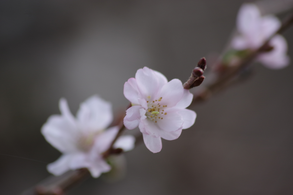 十月桜-2