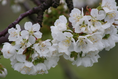 果樹園は花盛り-桜桃
