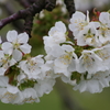 果樹園は花盛り-桜桃