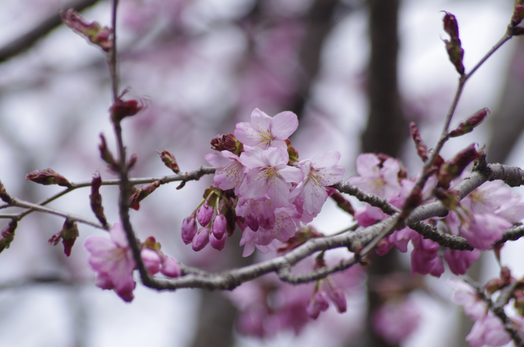 大山桜