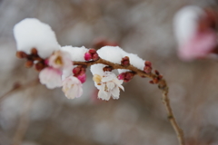 雪中十月桜-4