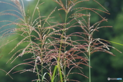 薄の花