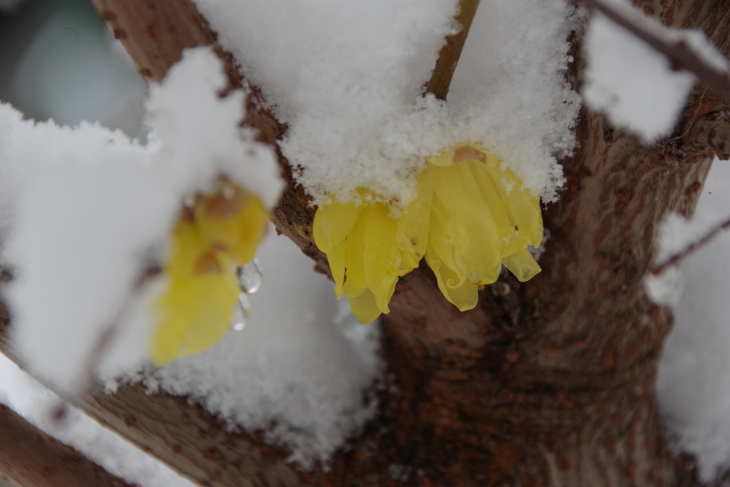 1月2日の雪中蝋梅1