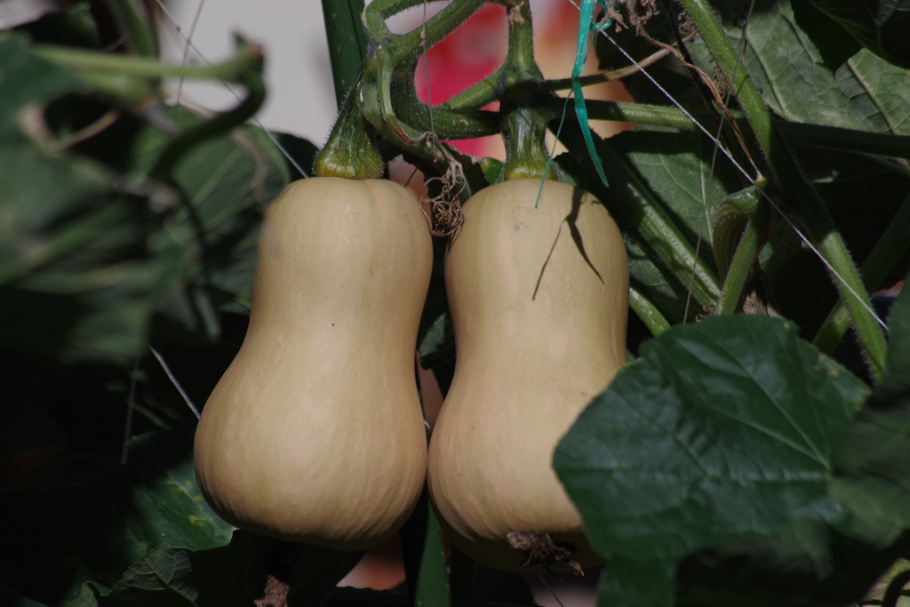 花散歩‐瓢箪南瓜