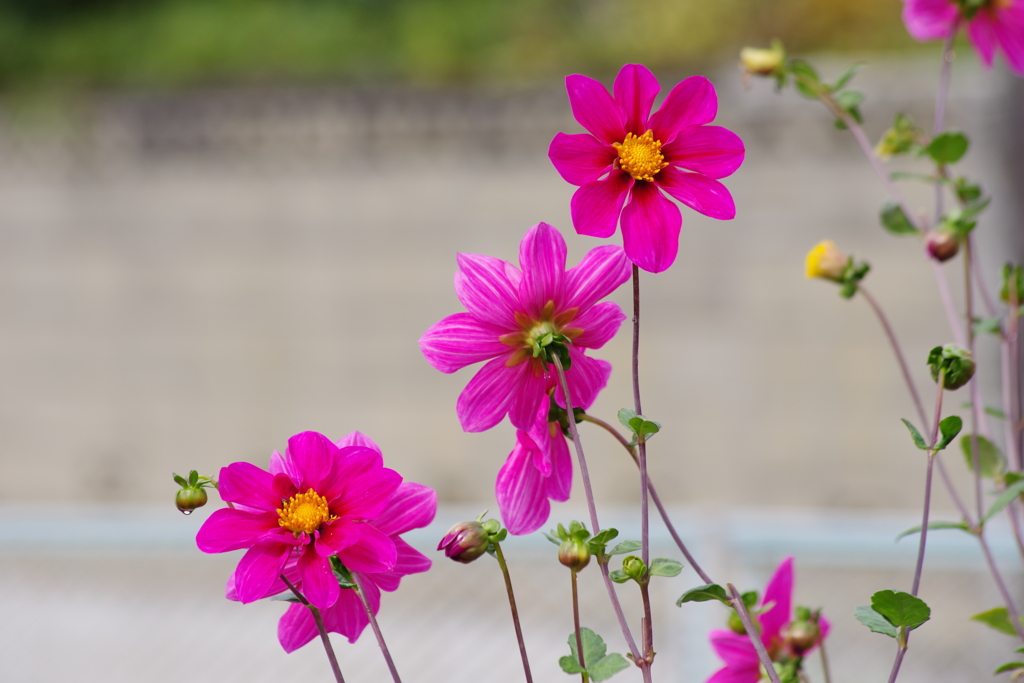 花散歩-コスモスと見紛うダリア
