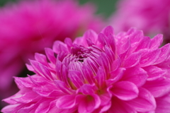 秋田のダリア-18・437