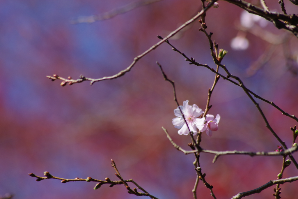 十月桜-4