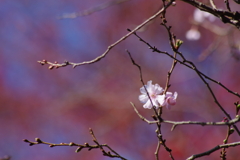 十月桜-4