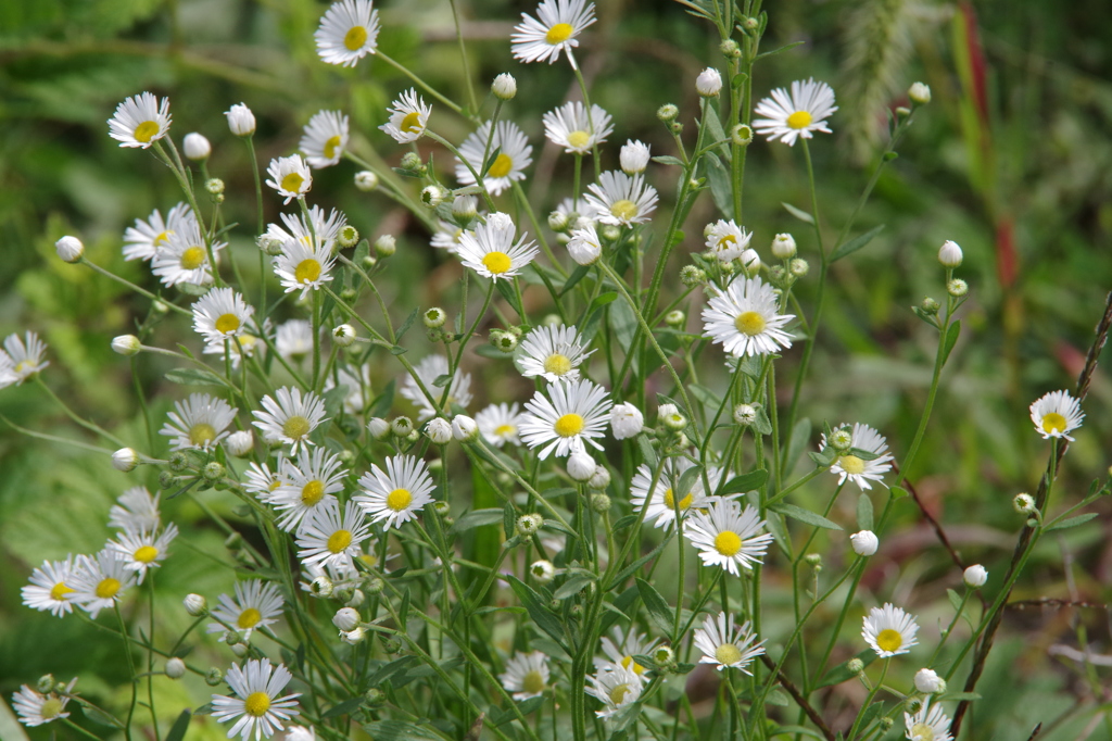 田圃の脇の小花達-白