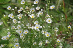 田圃の脇の小花達-白