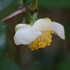 智光山公園で秋探し-茶