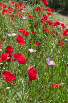 河川敷の花園