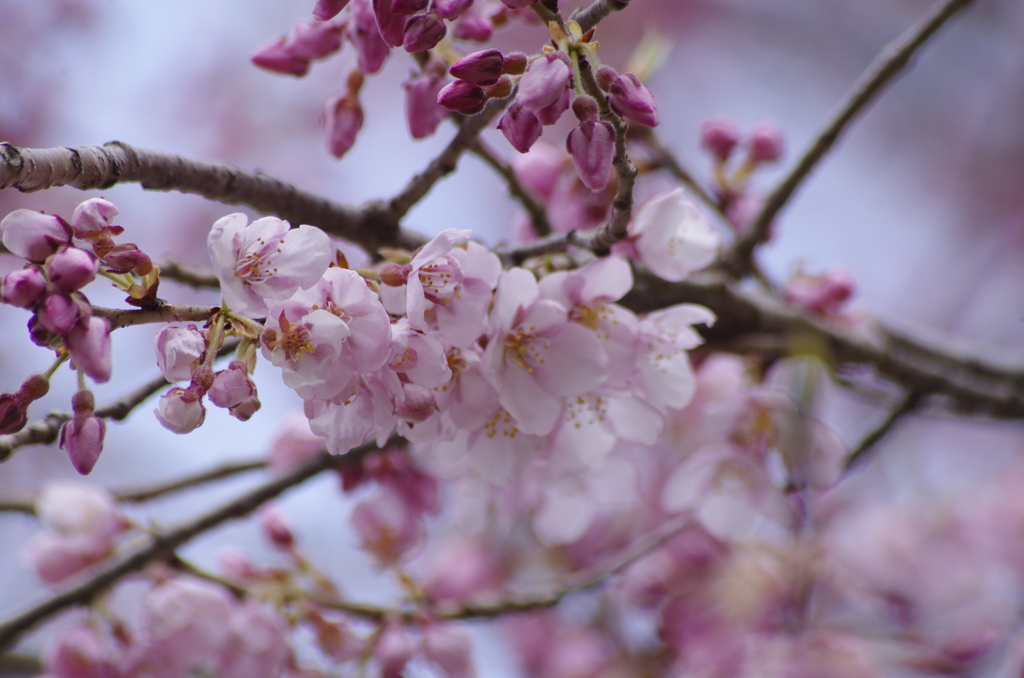 江戸彼岸桜