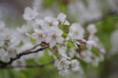 白い桜