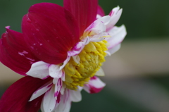 メアリーエベリン-2