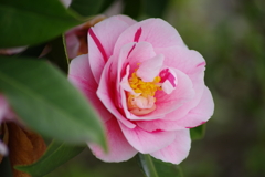 花散歩-ピンクの椿