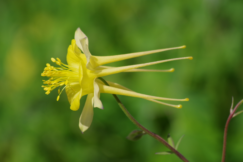 花散歩-黄色のオダマキが飛んでます