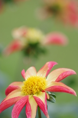 クリスティーズソフィア