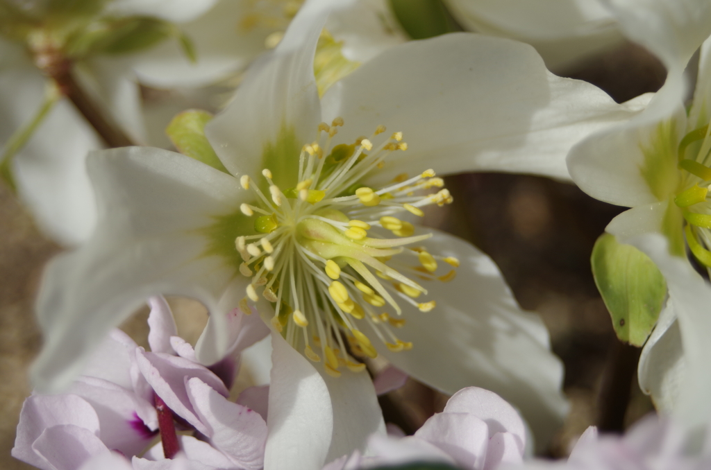 家の周りで-クリスマスローズ1