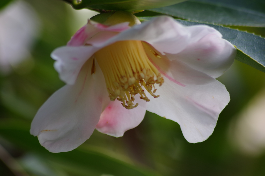 埼玉で花散歩-侘助