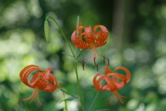 盛夏の野草園‐コオニユリ