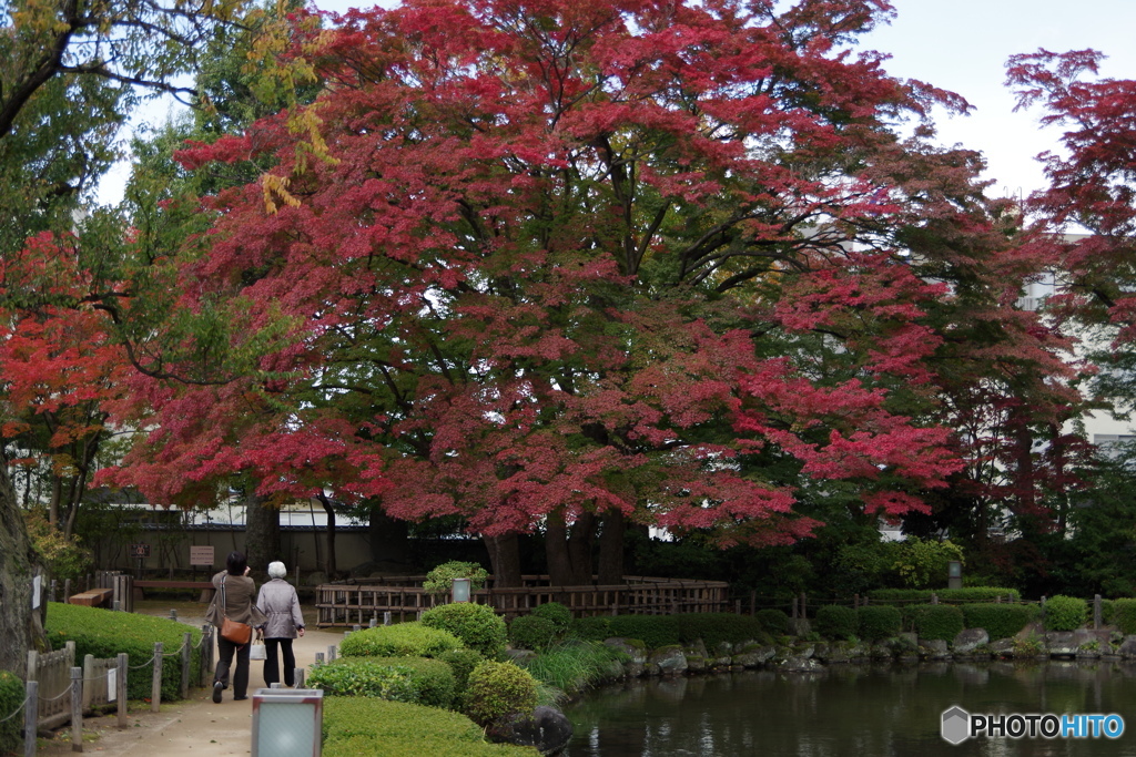 池を巡りて-もみじ公園4