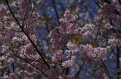 十月桜の春満開-2