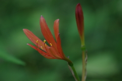 野草園で花散歩‐キツネノカミソリ