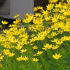 花散歩-イトバハルシャギク
